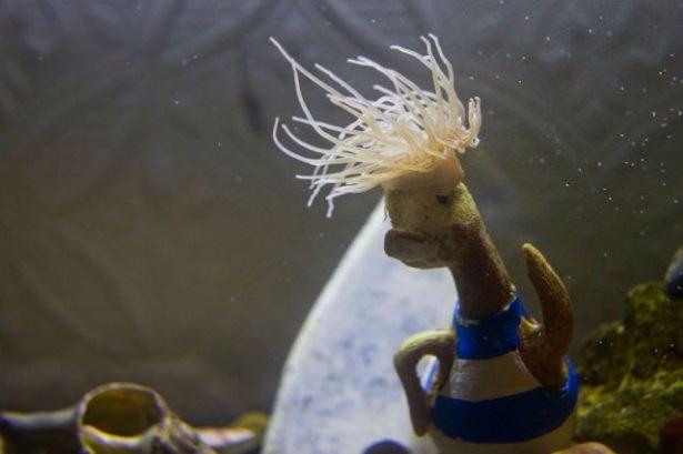 <p>Deniz anemonu ve bir akvaryum heykeli</p>

<p> </p>
