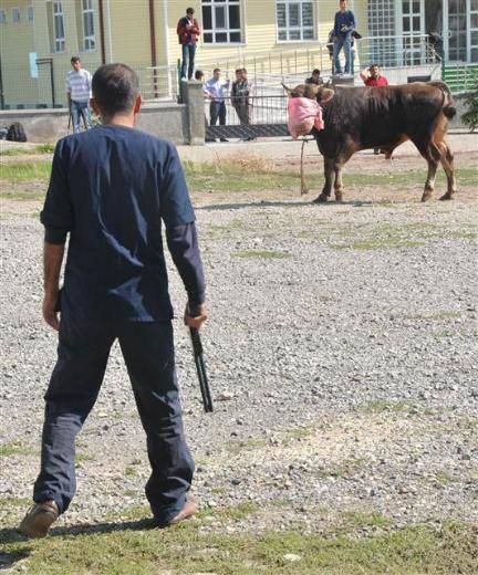 <p> Yakaladık ve kestik. Bizi yaklaşık 2 saat uğraştırdı, peşinden koşturdu. </p>
