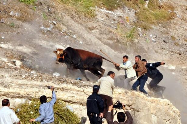 <p>Şanlıurfa'da eve götürülürken kaçan kurbanlık boğa zabıta ekipleri ve vatandaşlar tarafından yaklaşık üç saat süren kovalamaca sonucu güçlükle yakalandı.</p>
