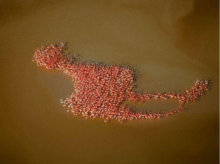 <p>Yucatán Yarımadası'nda flamingoların ortaya çıkardığı flamingo</p>