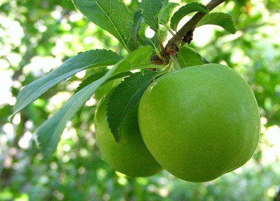 <p>Bir hafta sonra hasat yapılarak büyükşehirlere gönderilmesi planlanan erik, ilk hasat olduğundan cep yakacak. </p>
