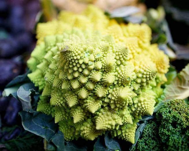 <p><strong>Romanesco</strong><br />
<br />
Bu büyüleyici meyve aslında karnabahar'ın egzotik bir çeşididir. Eğer ona bakarken kendinizi bi tuhaf hissediyorsanız, bunun nedeni parçalanmış bir görünümü olduğundandır. Bu bitkinin sarmalarrı Fibonacci sayılarını takip eder. Bu bilgi, matematiği sevenlerin ilgisini çekebilir. Ayrıca çok sağlıklı bir bitkidir, karaten, lif ve c vitamini içerir.</p>
