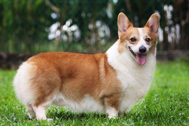 <p>Galler folklorunda Corgis cins köpek, perilerin ulaşımında tercih edilen yöntemdi.</p>
<p> </p>