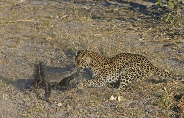 <p>Leopara meydan okumaya kararlı olan porsuk, Hollandalı yaban hayatı fotoğrafçısı Vincent Grafhorst tarafından işte böyle görüntülendi...</p>

<p> </p>
