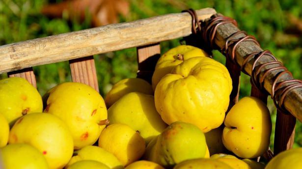 <p><strong>Ayva kalbi takviye eder, gönlü hoş tutar</strong></p>
