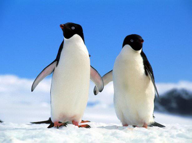 <p>Penguenler, saldırıya uğradıklarında ölü taklidi yapabilme yeteneğine sahiptirler.</p>

<p> </p>
