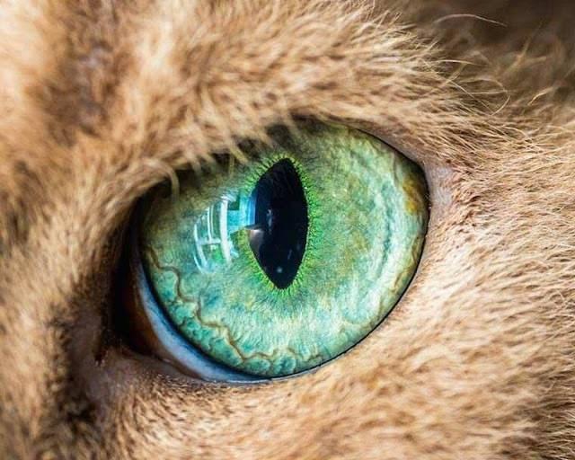 <p>Bir Facebook kullanıcının projesi kapsamında çektiği kedi gözleri görenleri büyüledi. </p>
