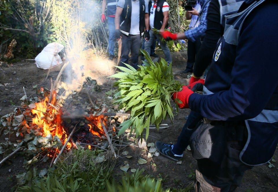 <p>Bahçelerde ekili 250 bin kök Hint kenevirini toplayan ekipler, daha sonra söz konusu yerde kenevirleri imha etti. </p>
<p> </p>