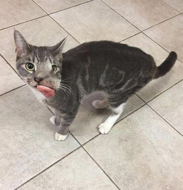 <p>Yüzünde tümör olan Keta isimli sokak kedisi, hayvanseverler tarafından kurtarıldı.</p>
