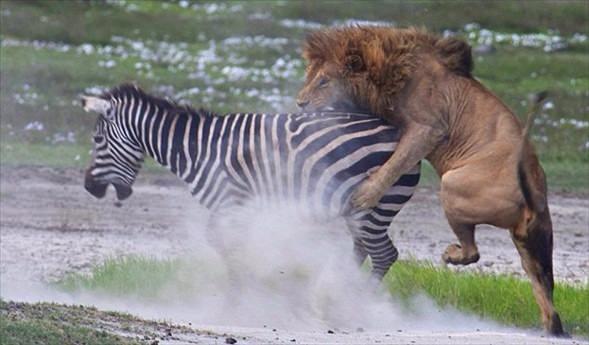 <p><strong>Aslanın pençesinden kurtuluş...</strong><br />
Yeşilliklerin arkasına saklanarak pusu kuran aç aslan avının gözüne kestiriyor ve çok geçmeden hamlesini yapıyor.</p>