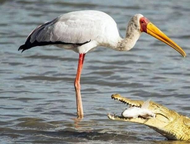 <p>Yanında duran leylek balığı timsahın ağzından kapmak isteyince olanlar oldu.</p>

<p> </p>
