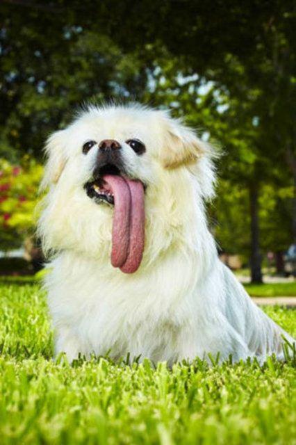 <p>11,43 santimetre ile en uzun dil, ABDli Becky Stanford'ın Pekingese cinsi köpeği Puggy'ye ait.</p>

<p> </p>
