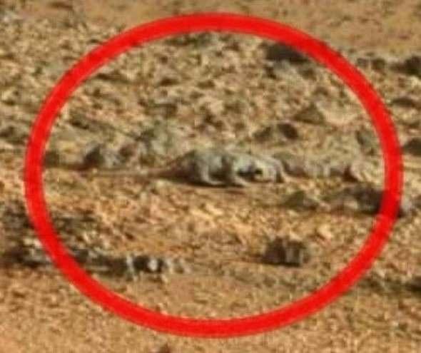 <p>Görünen objenin bir timsahtan farkı yok.</p>

<p> </p>
