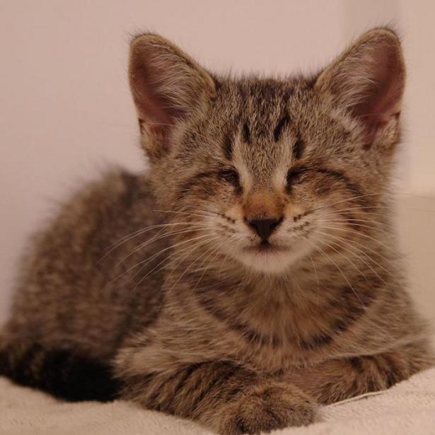 <p>Oskar (Kör kedi)</p>
