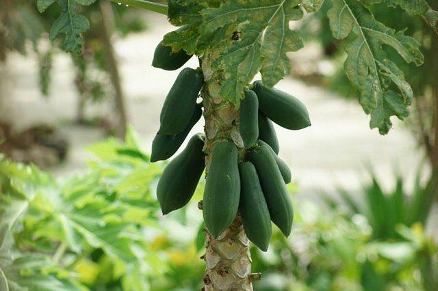 <p>Hasat öncesi papaya</p>
