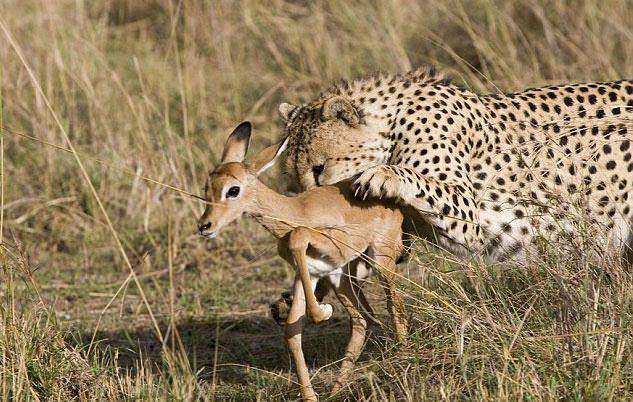<p>İngiliz ve Amerikalı konuklarıyla safari yaparken olayı filme alan 31 yaşındaki Estiaan Houy, bunca yıllık rehberlik hayatında böyle bir şeye hiç rastlamadığını söylüyor...</p>
<p> </p>
