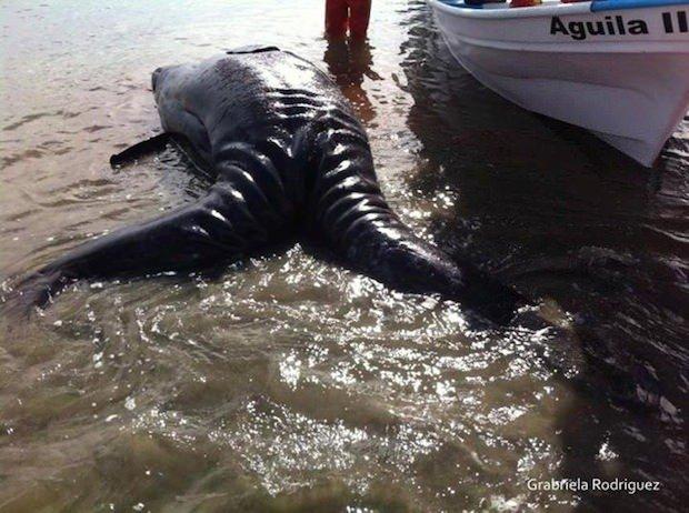 <p>Yarımada olan Baja California'nın Ojo de Liebre bölgesinde bulunan yapışık balinaları inceleyen biyolog Benito Bermudez, ikizlerin sadece birkaç saat yaşadığını belirtti.</p>

<p> </p>
