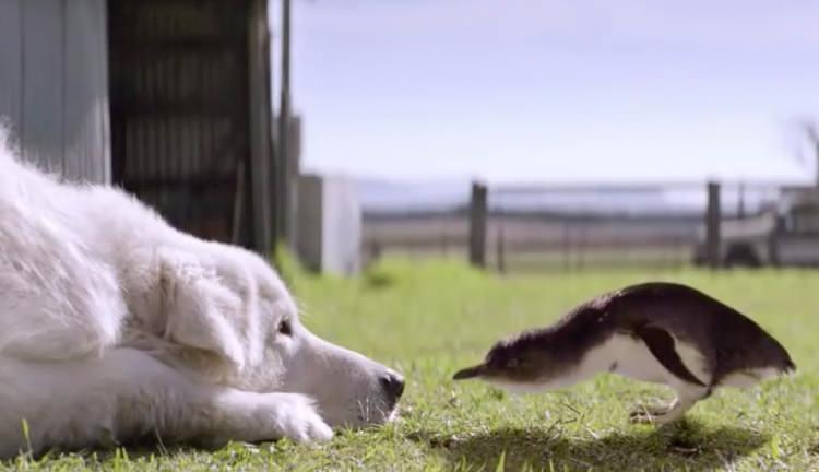 <p>Avustralya kıyılarında köpeklerin bir penguen kolonisini tilkilerden koruduğu bir ada var. 'Küçük penguen' kolonisi eğitimli maremma koyun köpekleri koruyucu olarak adaya konulmadan önce 2006 yılına kadar neredeyse tükenmişti.</p>
