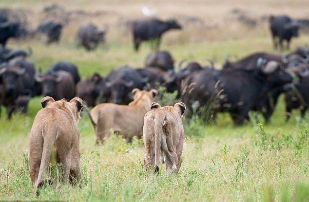 <p>Botswana'nın Duba adasında aslanların bufalo avlama teşebbüsü sırasında avla avcının rolleri değişti.</p>
