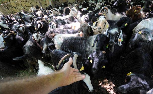 <p>Isparta'da keçi yetiştiriciliği yapan yörükler, atalarından öğrendikleri yöntemlerle yüzyıllardır keçi kırpımlarını diğer çobanların yardımıyla imece usulü gerçekleştiriyor.</p>
