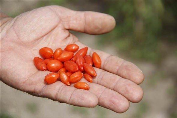 <p>Goji Berry Üreticileri Derneği Başkanı Doç. Dr. Mehmet Büyükberber de derneğin amacının Çin'den tonlarca ithal edilen bu bitkinin Türk çiftçisi tarafından üretilmesini sağlamak olduğunu vurguladı.</p>
