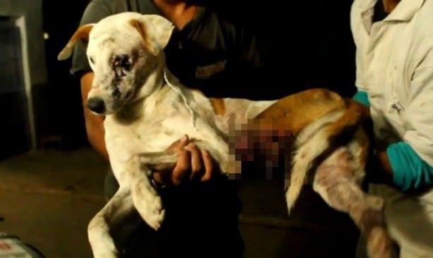 <p>Hindistan sokaklarında gözünden ve ayağından yaralı olarak bulunan bu köpek, yardımsever insanlar tarafından tedavi ettirilip yeniden yaşama döndürüldü...</p>

<p> </p>
