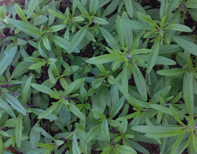 <p>Kekik (Thymus vulgaris): Ballıbabgillerden bir bitkidir. Çiçekleri, tomurcukları ve sapı baharat olarak kullanılır. </p>
