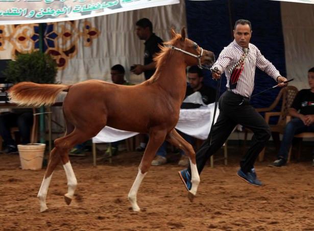 <p>Filistin Binicilik Federasyonu, bir ilke imza atarak Batı Şeria'nın Eriha kentinde atlar i&ccedil;in g&uuml;zellik yarışması d&uuml;zenledi.</p>
