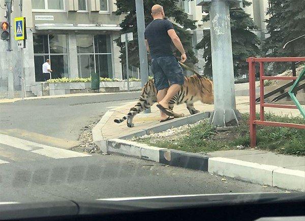 <p><strong>SIRA DIŞI EVCİL HAYVANLAR</strong></p>
<p>Rusya'nın Samara şehrinde bir adamın kaplanını yürüyüşe çıkardığını fark edenler büyük korku yaşadı.</p>
<p> </p>