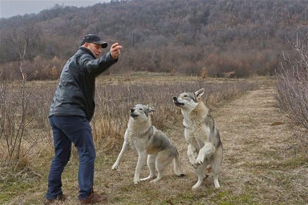 <p>Alek, Lupo ve Luna'nın yiyeceklerine özen gösteren İsmaili, kurtlarını  özel yiyeceklerle beslediğini, hava şartlarına bağlı olarak farklı vitaminler  aldıklarını sözlerine ekledi.</p>
