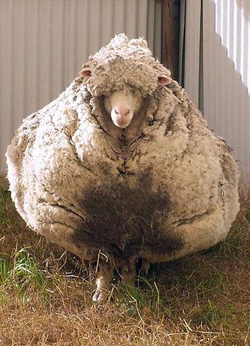 <p>Avustralya'da ortaya &ccedil;ıkan bu koyun adeta rekor kırdı...</p>

<p>&nbsp;</p>
