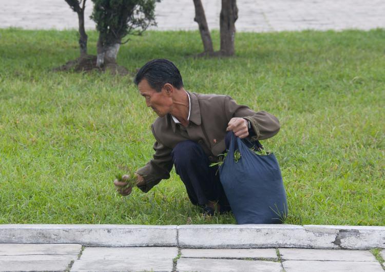 <p>Ot yolan bir Kuzey Koreli.<br />
"Kuzey Koreliler ot yiyor." diye Batı basınında yer almasını istemediklerinden fotoğrafları sildirttiler.</p>

