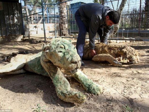 <p>Burası Gazze-İsrail şeridindeki Han Yunus Hayvanat Bah&ccedil;esi.</p>

<p>&nbsp;</p>
