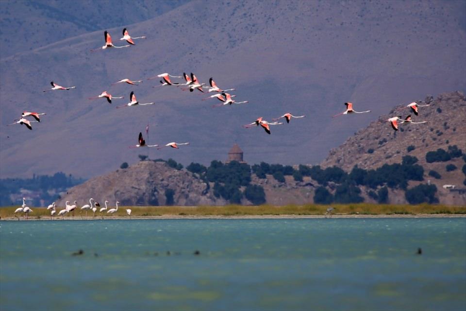 <p>Her yıl belirli dönemlerde Van Gölü havzasındaki sulak alanlara gelen flamingolar, yoğun olarak görüldüğü Erçek Gölü çevresinden sonra Edremit sahillerinde de gözleniyor.</p>

<p> </p>
