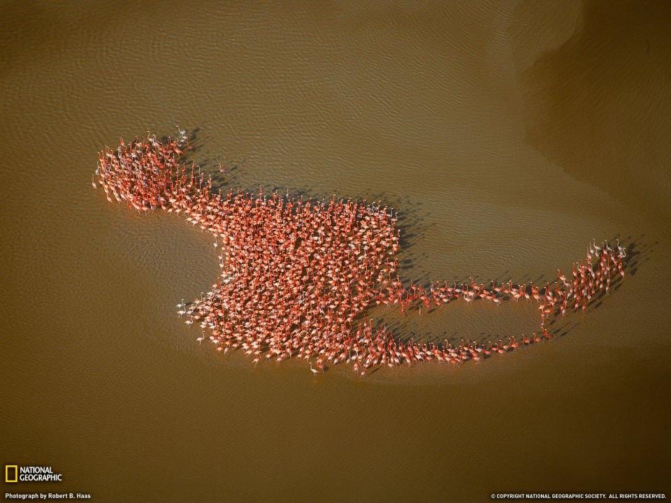 <p>Flamingoların topluca oluşturdukları flamingo biçimi, Yucatan Yarımadası Meksika</p>
