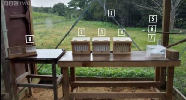 <p>Kargalar &uuml;zerine araştırma yapan Dr. Alex Taylor, bu hayvanların zekalarını bir bulmaca &uuml;zerinde g&ouml;sterdi.</p>

<p>&nbsp;</p>
