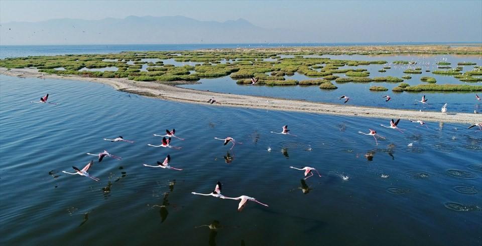 <p>Uygun iklim koşulları nedeniyle farklı türlerden kuşlara ev sahipliği yapan İzmir'de, flamingolar, pelikanlar ve martılar, kıyıya yakın sazlık alanlarda yaşamını sürdürüyor. </p>

<p> </p>
