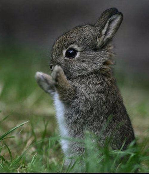 <p>Bebek tavşanlara yavru kedi denir.</p>
<p> </p>