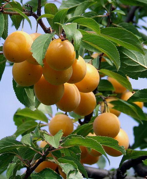 <p><strong>13-</strong> Sindirim sisteminin düzenli çalışmasını sağlar</p>