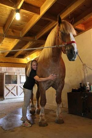 <p>Belçika atı olan Big Jake 2 metre 10 santimetrelik boyuyla Guinness Rekorlar Kitabı'na girerek 'Dünyanın en uzun atı' ünvanını kazandı.</p>

<p> </p>
