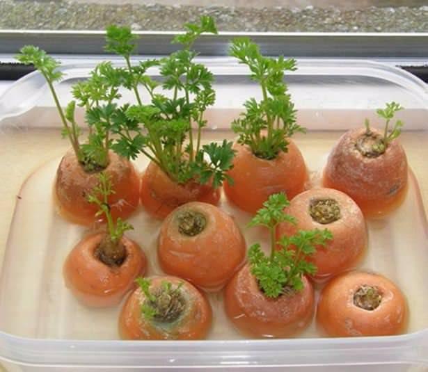 <p>Kestiğiniz kısımları suda bekletirseniz büyüdüğünü göreceksiniz.</p>