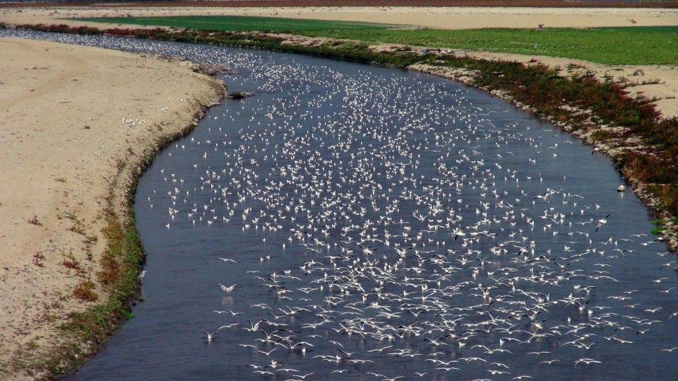 <p>Eskişehir'e 128, Mihalıççık ilçesine 32 kilometre uzaklıktaki, madencilik ve balıkçılıkla geçimini sağlayan Koyunağılı Köyü, binlerce martı ve kara kazların uğrak yerlerinden oldu. </p>

<p> </p>
