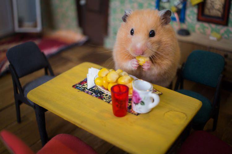 <p>Bu sevimli hamster ailesi hakkında 9 bölümlük online dizi yapıldı. </p>