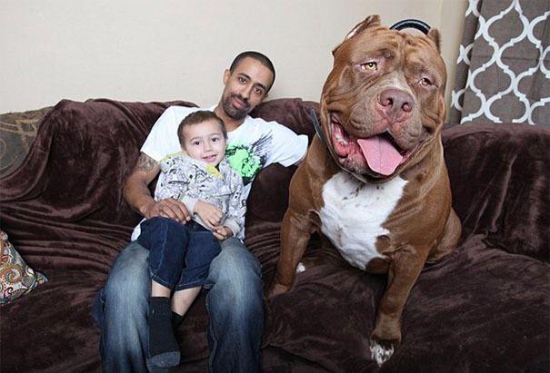 <p>Marlon ve Lisa Grennon çiftinin Hulk isimli köpekleri dünyanın en büyük Pitbull'u seçildi. Aile Hulk'un günde 2 kilo et tükettiğini belirtti.</p>
