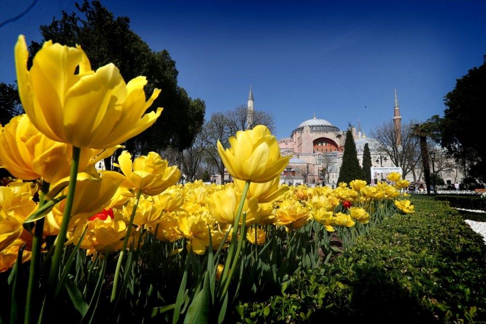 <p>İstanbul Büyükşehir Belediyesi tarafından ilki 2005'te "İstanbul lalesiyle buluşuyor" sloganıyla başlayan İstanbul Lale Festivali'nin bu yıl 11'incisi düzenleniyor.</p>

<p> </p>
