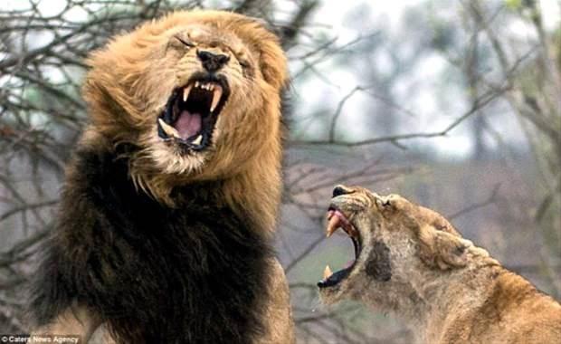 <p>Dişinden olan erkek aslan kavgadan mağlup olarak ayrıldı.</p>

<p> </p>

