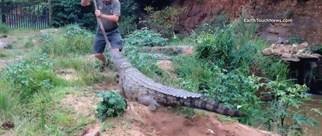 <p>Elindeki tahta sopayla timsaha dokunduğu anda, bu hareketin yaşlı adama dönüşü çok acı oldu...</p>
<p> </p>