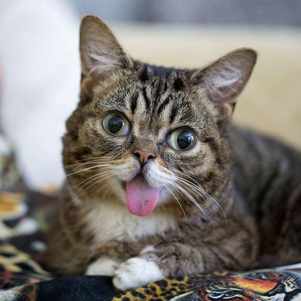 <p>BUB PERMA</p>

