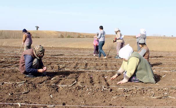 <p>Tekirdağ’da tohum ıslah faaliyeti yürüten Trakya Tarım firmasının Yönetim Kurulu Başkanı Yüksek Ziraat Yüksek Mühendisi İlhami Özcan Aygün, İhlas haber Ajansı’na ıslah çalışmalarının devam ettiği tarlada yaptığı açıklamada, 1995 yılından beri AR-GE faaliyetlerinde bulunduklarını belirterek, AR-GE alanında yapılan yatırımın geleceği bilinmeden yapılan, pozitif geri dönüşünden emin olunmayan bir yatırım olduğunu buna rağmen Trakya Tarım olarak geçmişten beri AR-GE’ye harcadıkları zamanın ve maddi kaynaklarının son iki yılda başarılı şekilde geri dönmeye başladığını belirtti.</p>
<p> </p>
