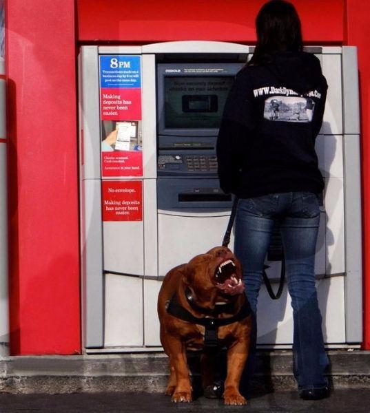 <p>ABD'de bir çiftlikte yaşayan Hulk isimli köpek, 79 kilogram ağırlığıyla dünyanın en büyük pitbullu olmaya aday.</p>
<p> </p>